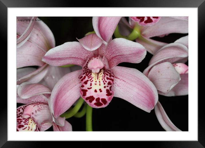 Orchid at an exhibition Framed Mounted Print by Arun 