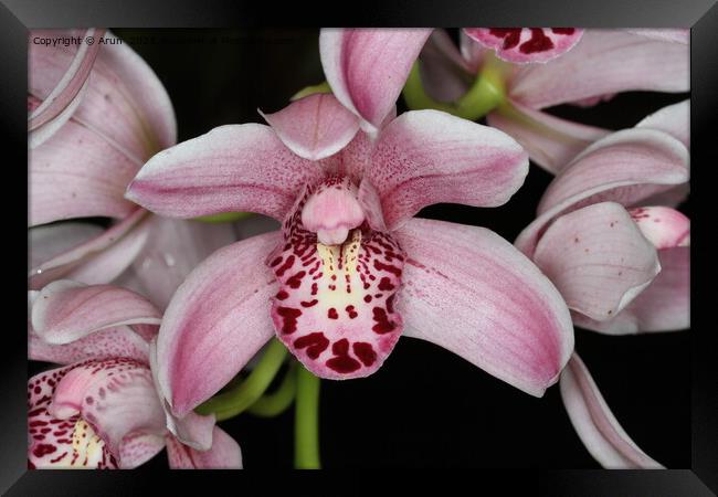 Orchid at an exhibition Framed Print by Arun 