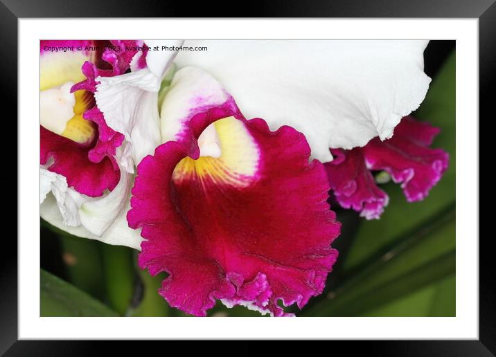 Orchid at an exhibition Framed Mounted Print by Arun 