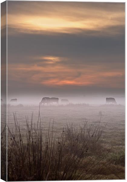 Cows in the mist Canvas Print by Stephen Mole