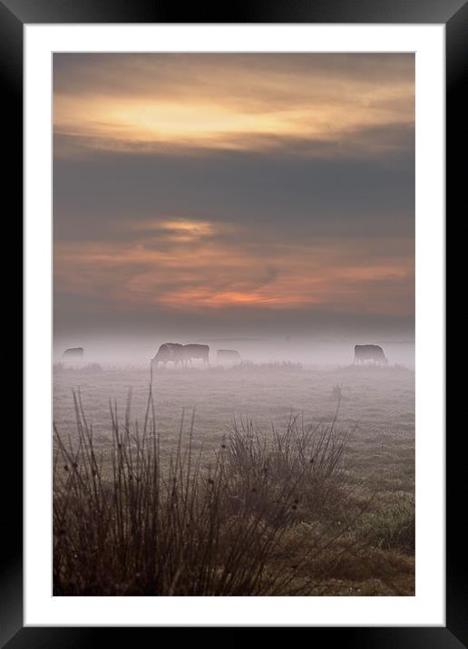 Cows in the mist Framed Mounted Print by Stephen Mole
