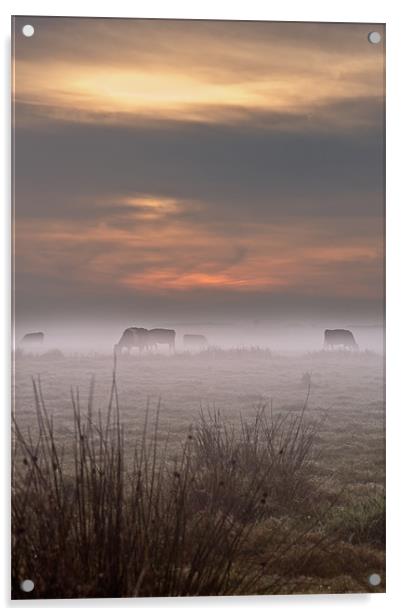 Cows in the mist Acrylic by Stephen Mole