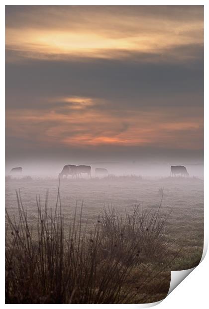 Cows in the mist Print by Stephen Mole
