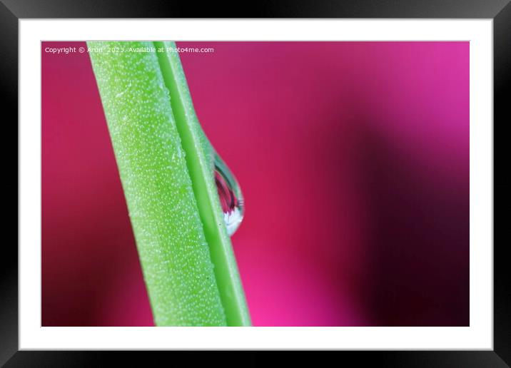 Dew Drops Framed Mounted Print by Arun 