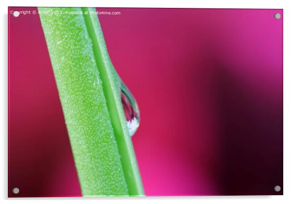 Dew Drops Acrylic by Arun 