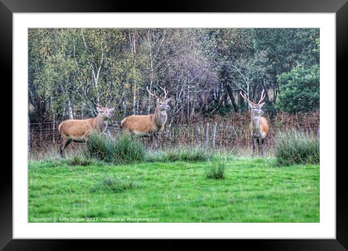 Trio Of Stags Framed Mounted Print by kelly Draper