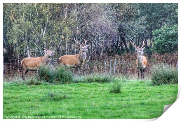 Trio Of Stags Print by kelly Draper