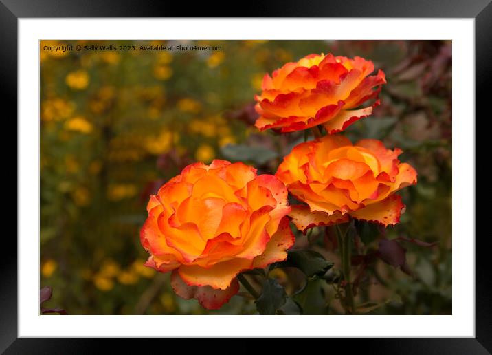 Rosa Tequila Sunrise Framed Mounted Print by Sally Wallis