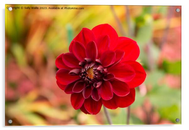 Velvety Red Dahlia Acrylic by Sally Wallis