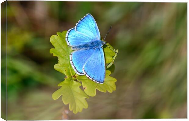 Adonis Blue Butterfly Canvas Print by Tracey Turner