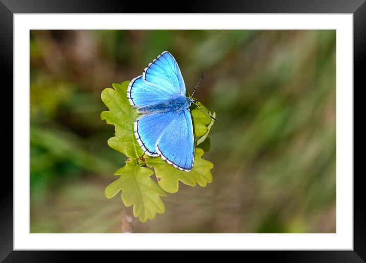 Adonis Blue Butterfly Framed Mounted Print by Tracey Turner