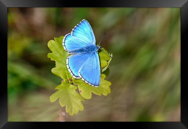 Adonis Blue Butterfly Framed Print by Tracey Turner