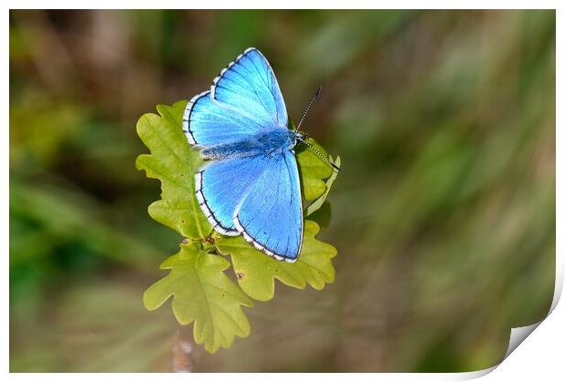 Adonis Blue Butterfly Print by Tracey Turner