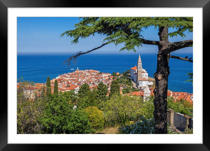 Town Of Piran By The Adriatic Sea In Slovenia Framed Mounted Print by Artur Bogacki