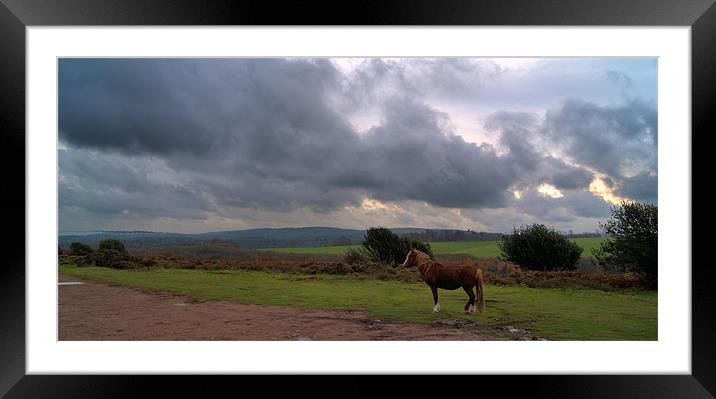 Lone Pony Framed Mounted Print by Joanne Crockford