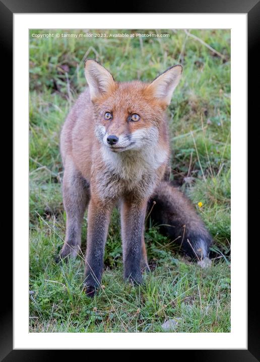 fox looking at something Framed Mounted Print by tammy mellor