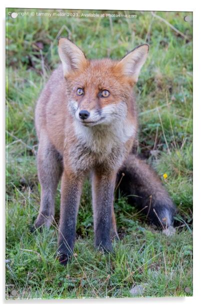 fox looking at something Acrylic by tammy mellor