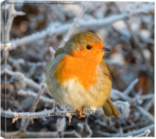 robin on a frosty morning  Canvas Print by tammy mellor