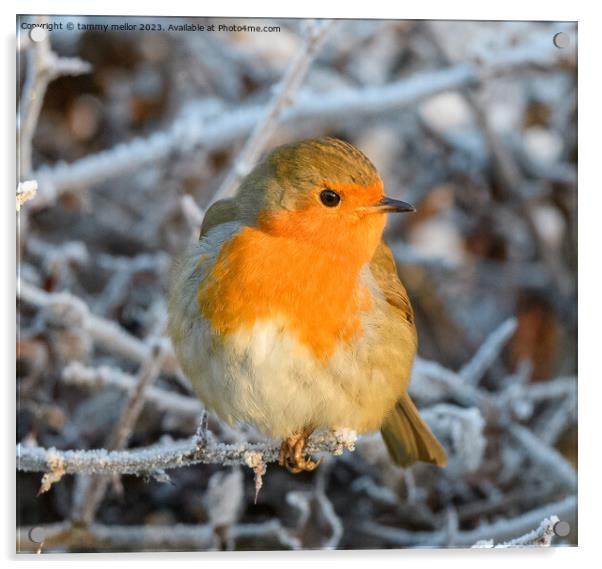 robin on a frosty morning  Acrylic by tammy mellor