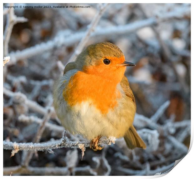 robin on a frosty morning  Print by tammy mellor