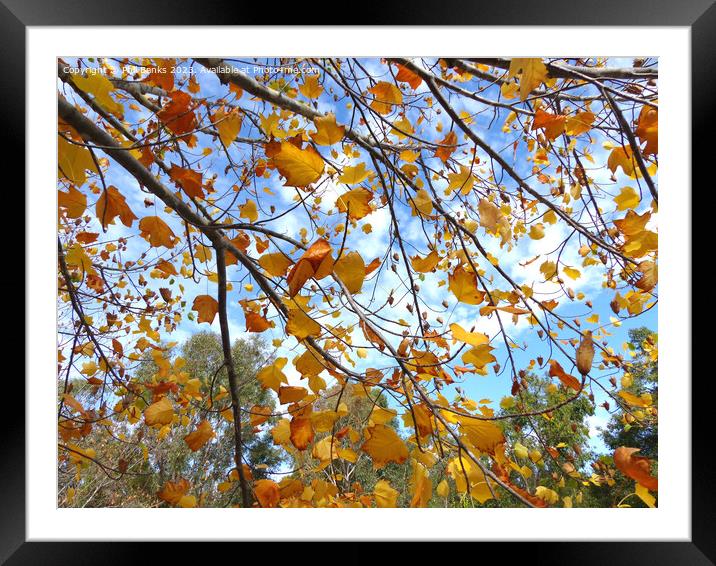 Tulip Tree in Autumn Framed Mounted Print by Phil Banks
