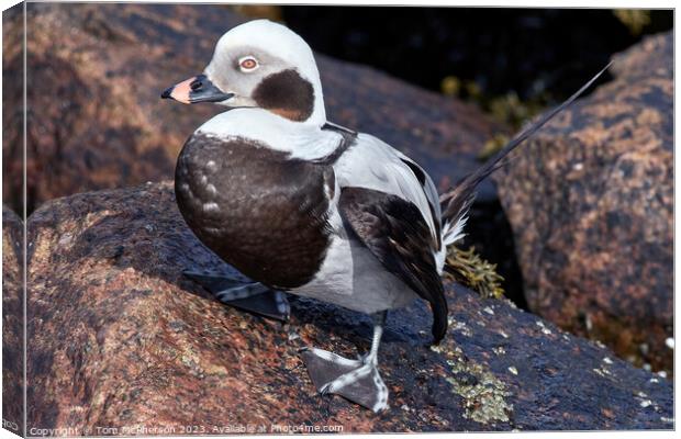 Long Tailed Duck on Rocks Canvas Print by Tom McPherson