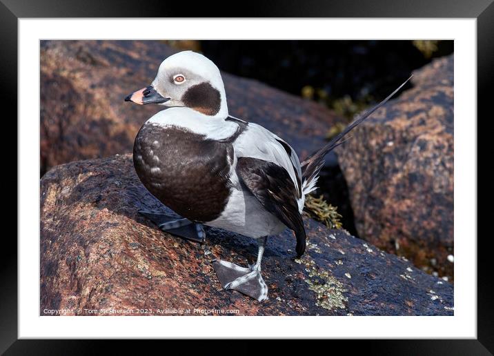 Long Tailed Duck on Rocks Framed Mounted Print by Tom McPherson