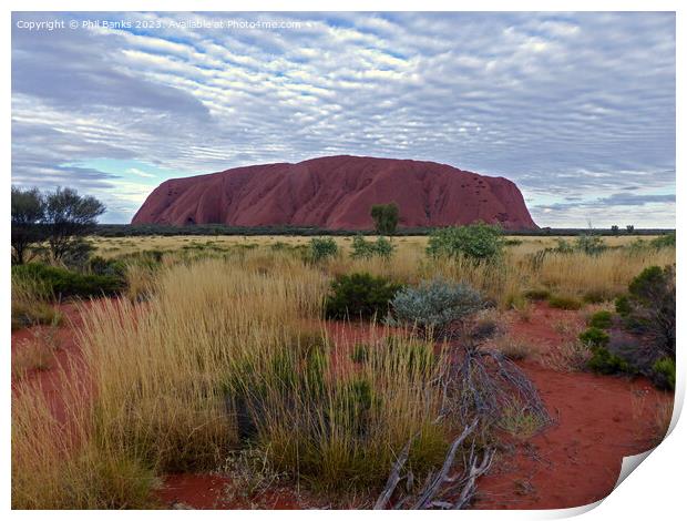 Mackerel Sky over Uluru  Print by Phil Banks