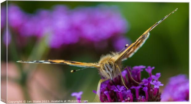 Painted Lady on Verbena  Canvas Print by Ian Stone