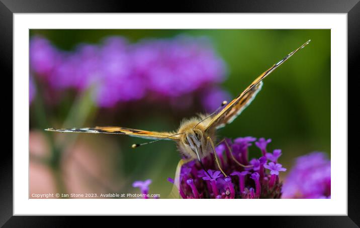 Painted Lady on Verbena  Framed Mounted Print by Ian Stone