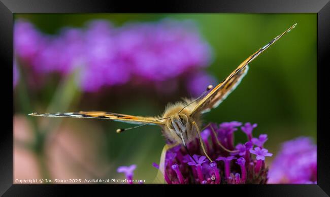 Painted Lady on Verbena  Framed Print by Ian Stone