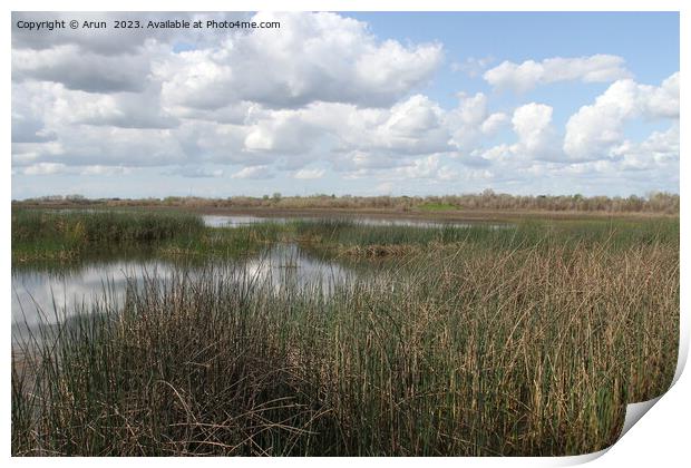 San Joaquin Wildlife Preserve California Print by Arun 