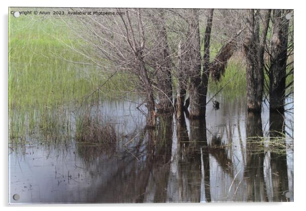 San Joaquin Wildlife Preserve California Acrylic by Arun 