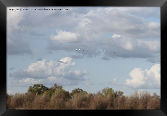 Flying Geese in San Joaquin Wildlife Preserve California Framed Print by Arun 