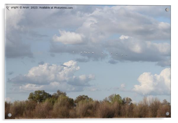 Flying Geese in San Joaquin Wildlife Preserve California Acrylic by Arun 