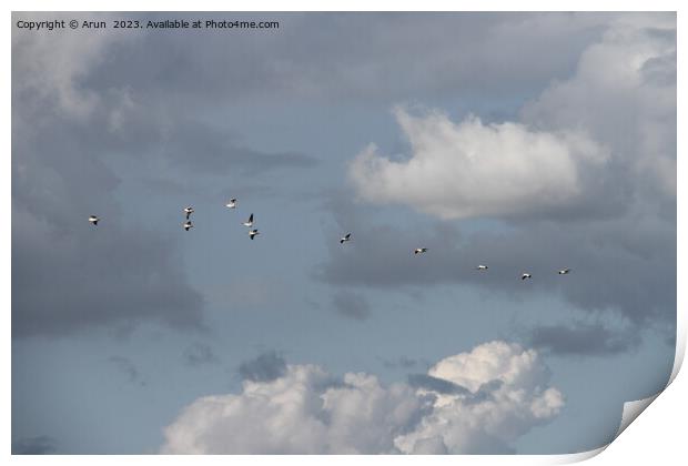 Flying Geese in San Joaquin Wildlife Preserve California Print by Arun 