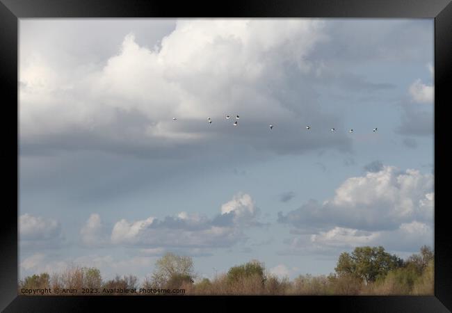 Flying Geese in San Joaquin Wildlife Preserve California Framed Print by Arun 