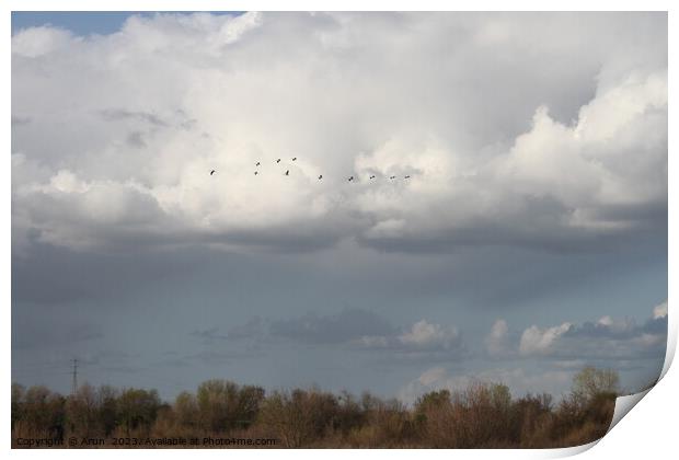 Flying Geese in San Joaquin Wildlife Preserve California Print by Arun 