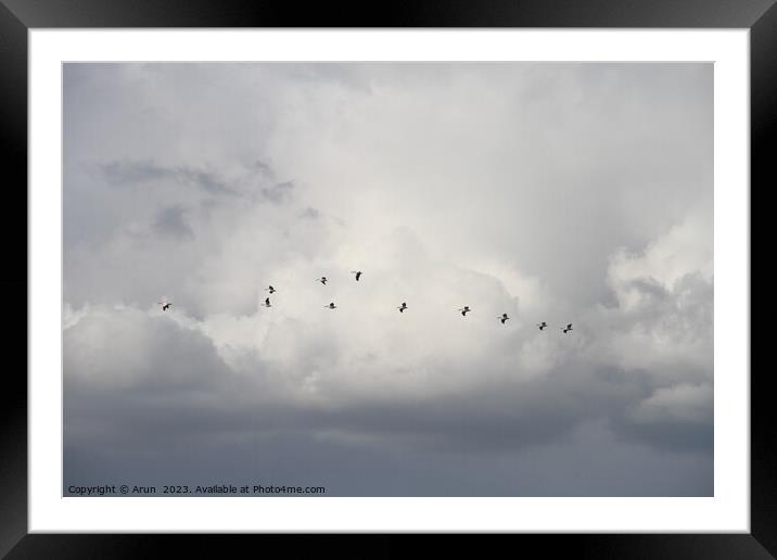 Flying Geese in San Joaquin Wildlife Preserve California Framed Mounted Print by Arun 