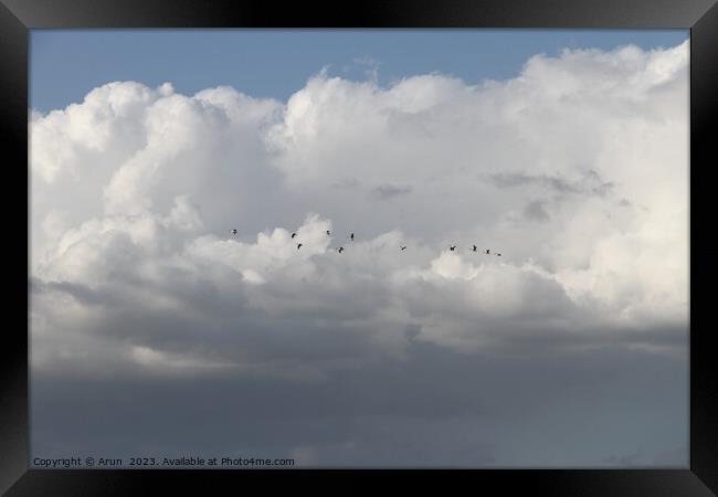 Flying Geese in San Joaquin Wildlife Preserve California Framed Print by Arun 