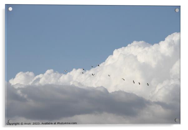 Flying Geese in San Joaquin Wildlife Preserve California Acrylic by Arun 