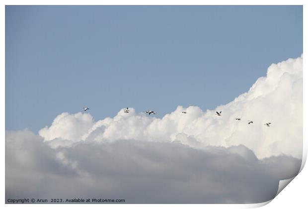 Flying Geese in San Joaquin Wildlife Preserve California Print by Arun 