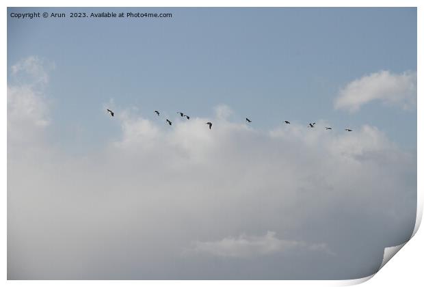 Flying Geese in San Joaquin Wildlife Preserve California Print by Arun 