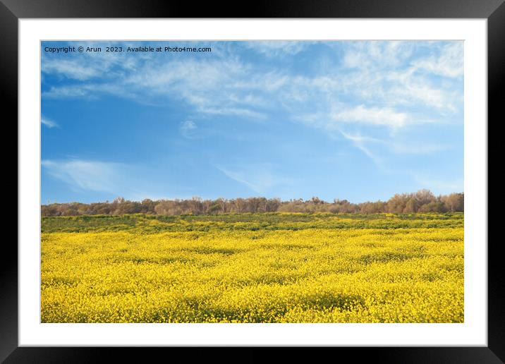 Wildflower season in San Joaquin Wildlife Preserve California Framed Mounted Print by Arun 