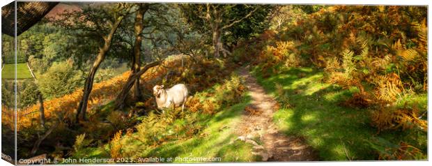 Welsh sheep panorama Canvas Print by John Henderson