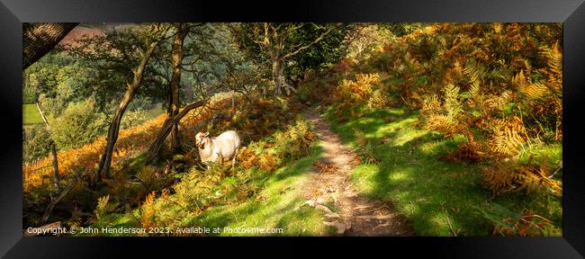 Welsh sheep panorama Framed Print by John Henderson