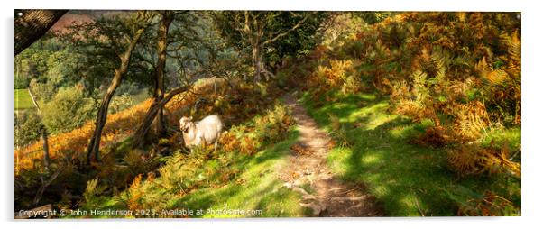 Welsh sheep panorama Acrylic by John Henderson