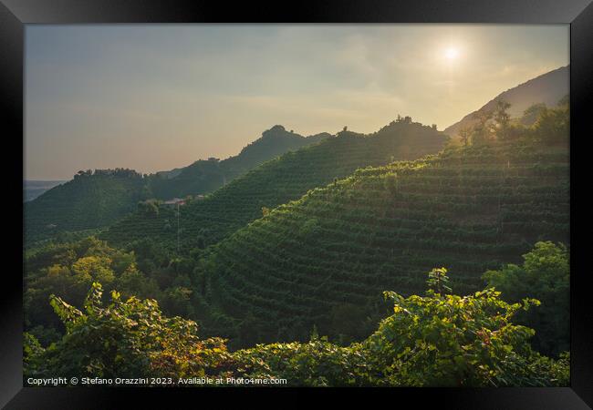 Vineyards of Prosecco Hills at sunset. Italy Framed Print by Stefano Orazzini