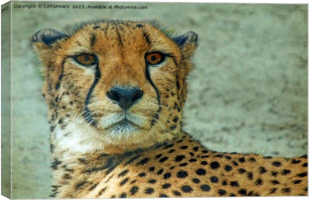 CHEETAH STARE Canvas Print by CATSPAWS 