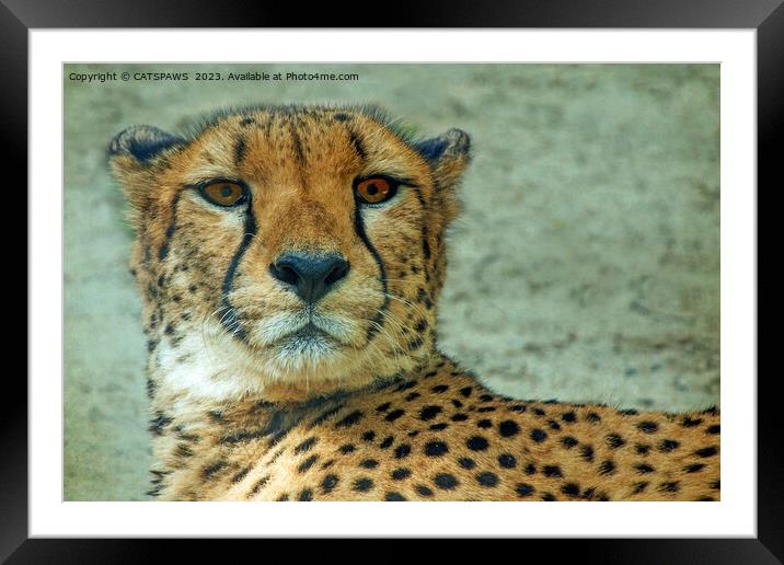 CHEETAH STARE Framed Mounted Print by CATSPAWS 